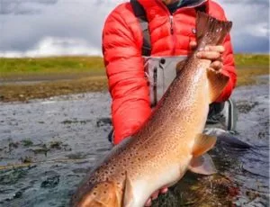 Trout Flies