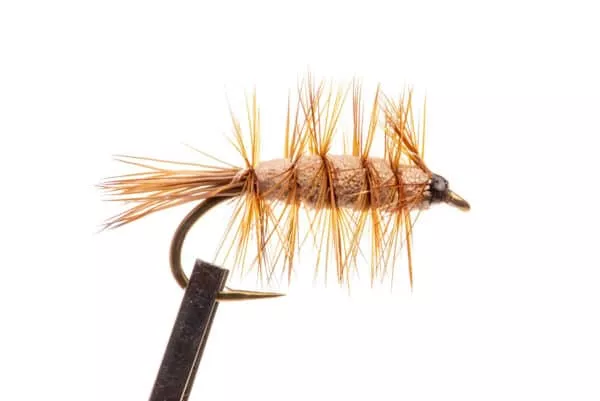 Brown Bug