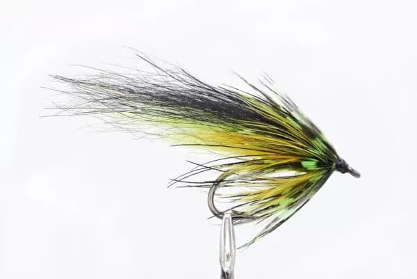 Black HIghlander fly