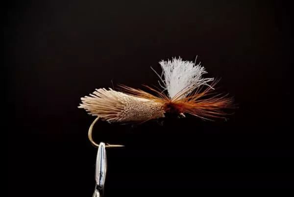 Lohi-Caddis