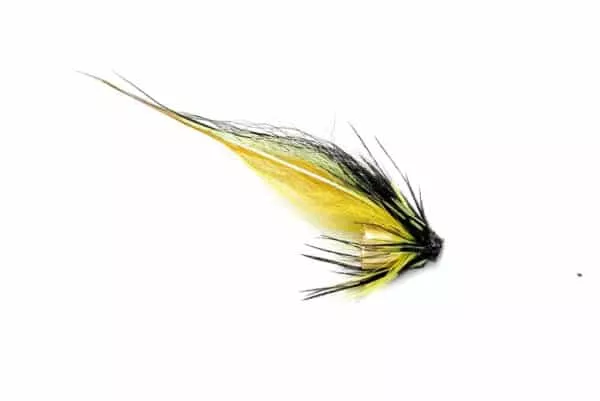 Pikku-Black Highlander