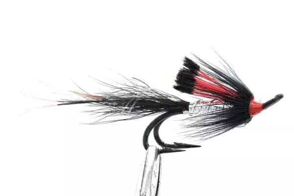 Black Boar