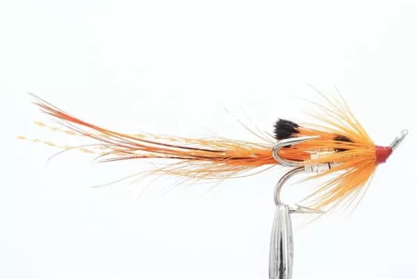 Black Boar Orange