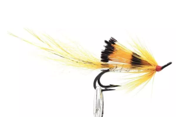 Black Boar Sunburst