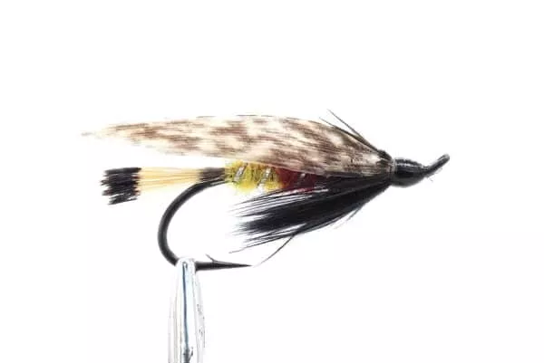 White Tipped Turkey