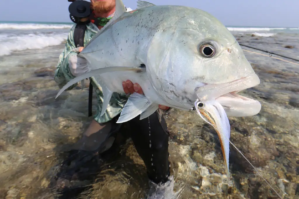 Magnetic Minnow GT fly in the Seychelles