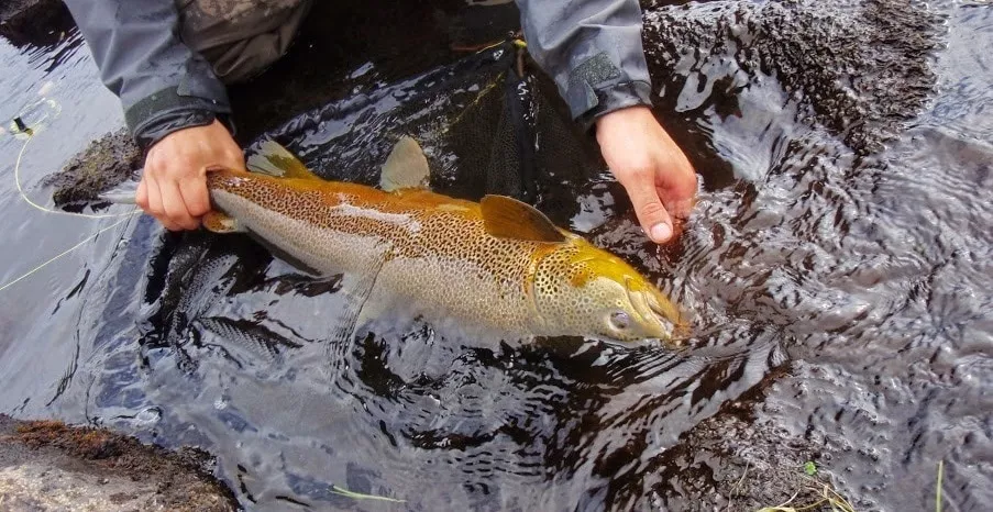 Dry fly fishing brown trout in Kharlovka headwaters