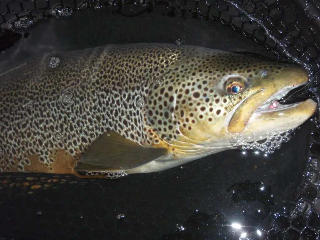 A peak inside Jyrki Hiltunen's fly box - Nymphs