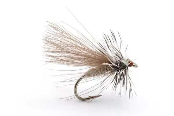 CDC Sedge