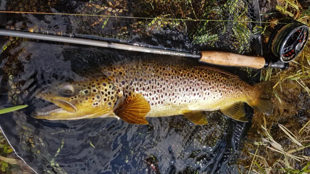 A sensitive nymph rod and French leader can also be used effectively for dry fly fishing. Photo: Jyrki Hiltunen.