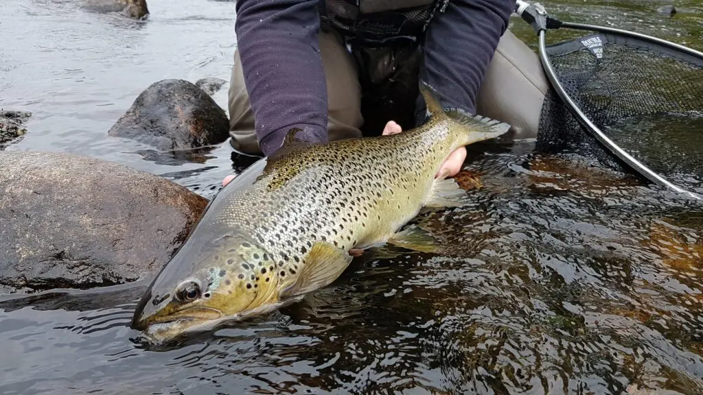 A peak inside Jyrki Hiltunen's fly box - Nymphs