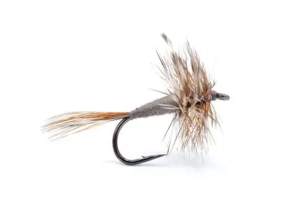 Adams fly pattern, a classic dry fly