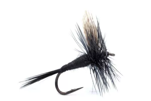 Black Gnat