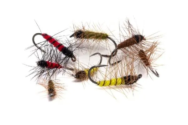 Superpupa - Image 2