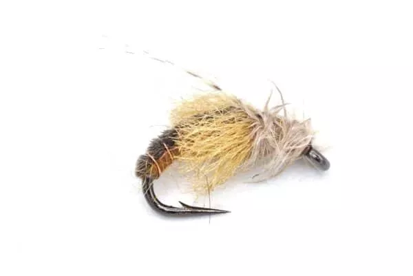 Z Wing Pupa fly