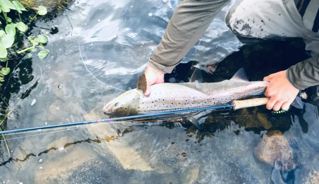 A single handed fly fishing rod is perfect for Finnmark salmon 