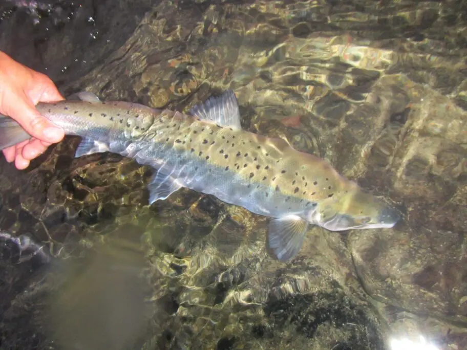 Salmon fly fishing at its best - bright chromer released