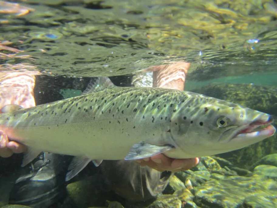 Finnmark salmon that took a fly