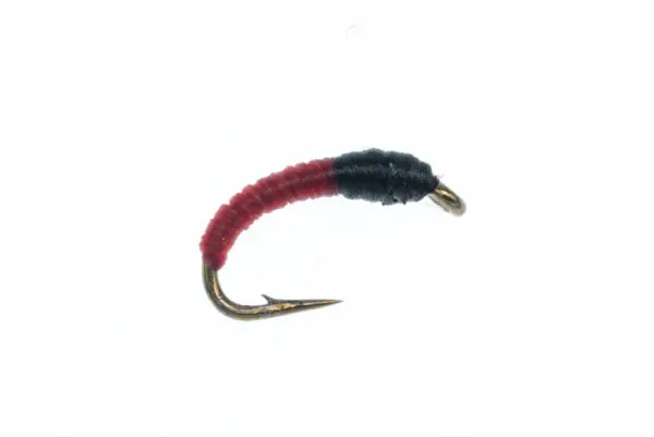 Blood Midge fly