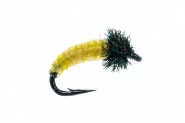 Body Glass Larva