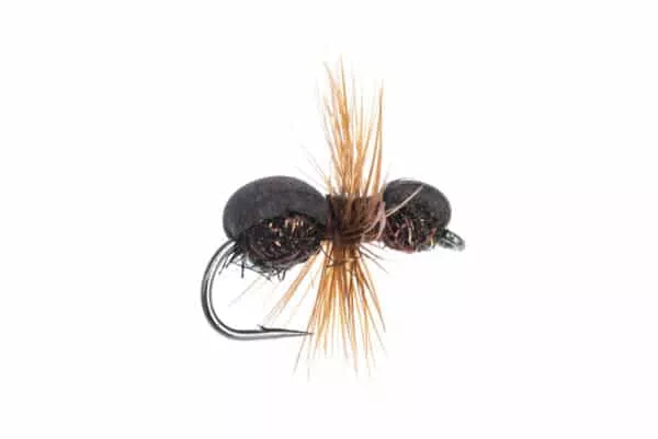 Brown Ant