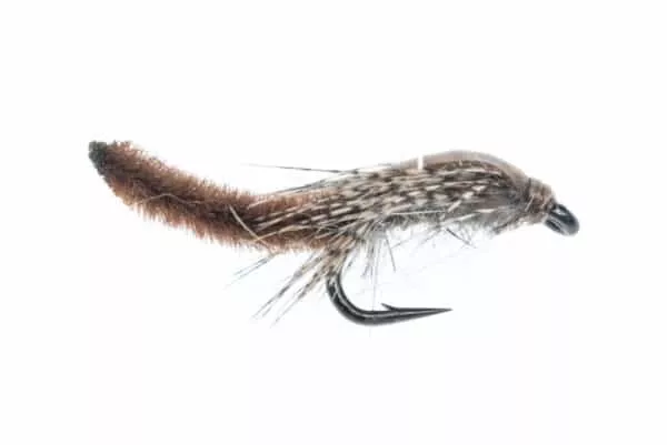 Chenille Pupa - Image 2