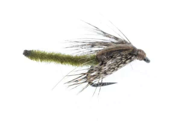 Chenille Pupa