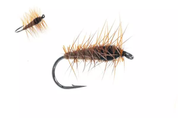 Superpupa - Image 3