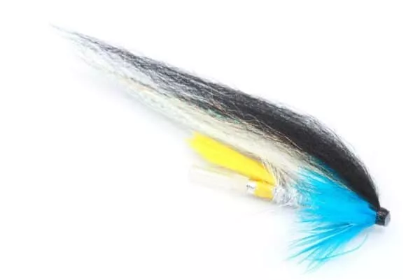 Blue Herring Templedog