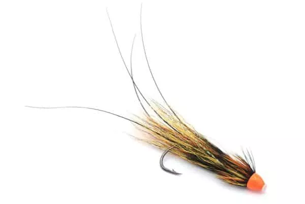 Franc N Snaelda Willie Gunn Conehead - Image 2