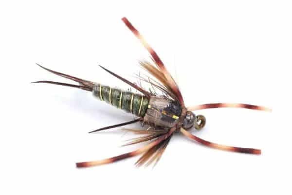 Peacock Stonefly Rubberlegs