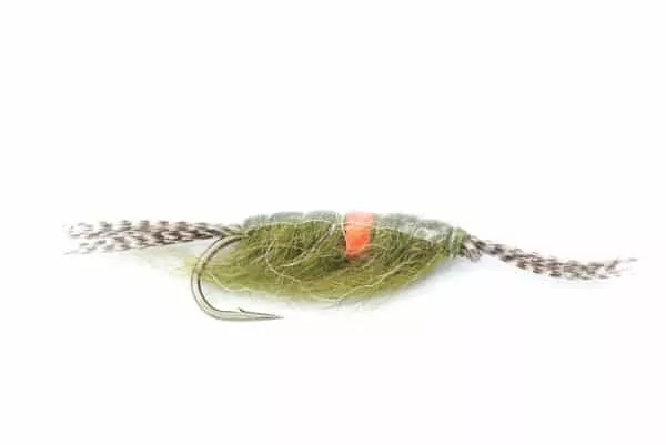 Olive Hotspot Shrimp