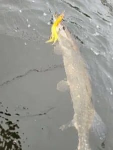 Pike Flies