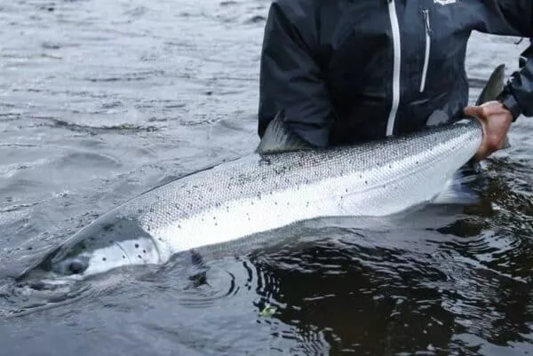 Salmon in water