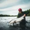 Early season flies for Torne, Byske, Kalix and Lainio rivers