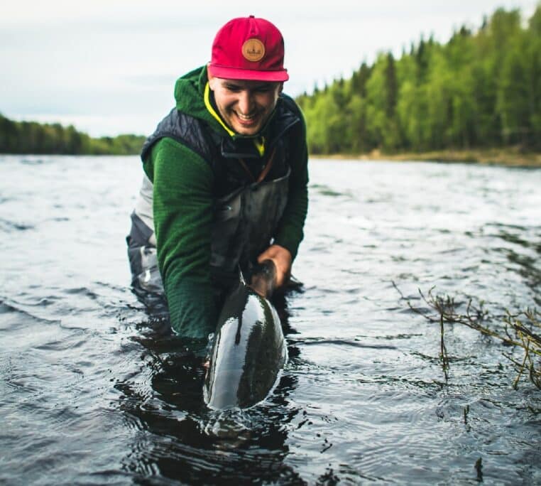 Tornionjoki, Kalix ja Byske ovat tunnettuja leveäselkäisistä lohistaan