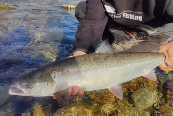 Finnmark salmon fly selection for Northern Norway