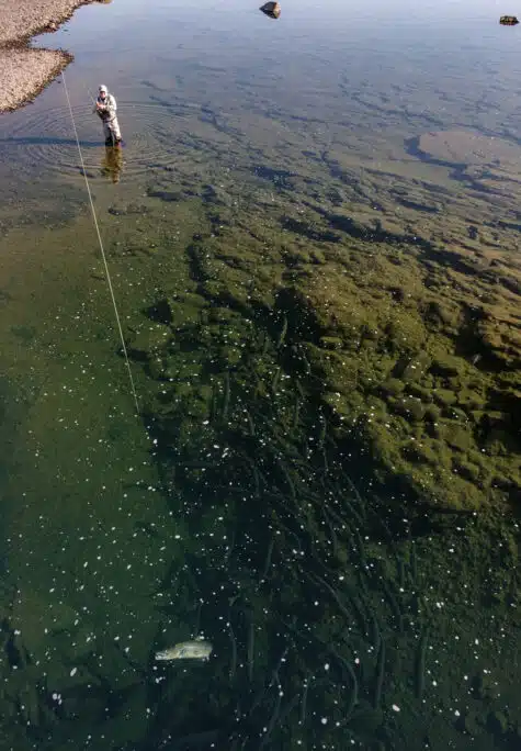 Fly fishing in Iceland means gin clear pools like this