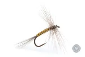 Yellow Quill Dry fly
