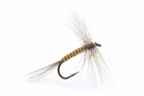 Yellow Quill Dry fly