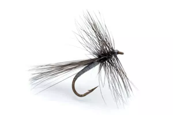 Gnat Dry fly