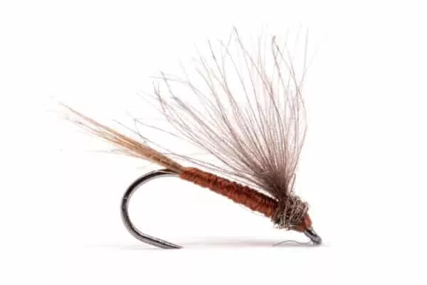CDC Pintaperho - Image 2