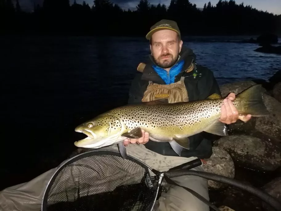 Hyvänkokoinen taimen Pohjoisen yössä
