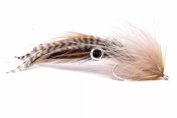 Pretorius Semper Squid