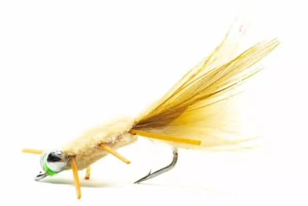 Rag Head Crab