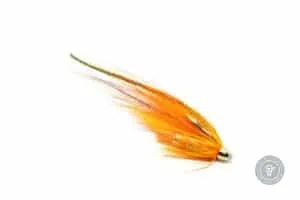 The Carrot fly