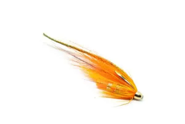 The Carrot fly