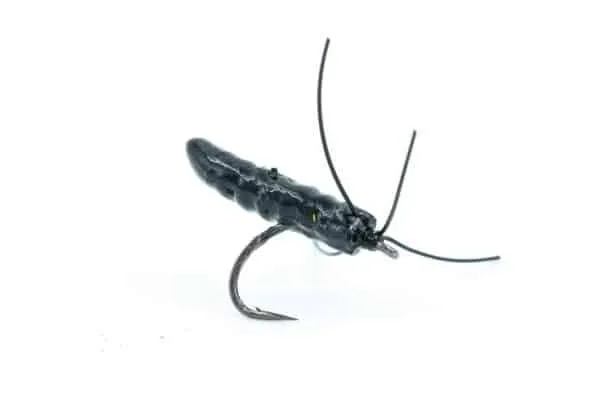 a black foam ismo pupa