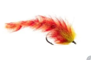 Chili Pepper Worm Fly