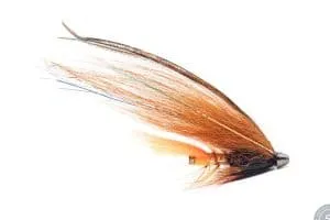 Phatakorva Tubenfliege
